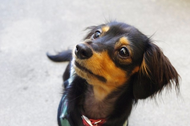 犬のストレス解消にアロマセラピー 愛犬のアロマセラピー Office Guri Aroma