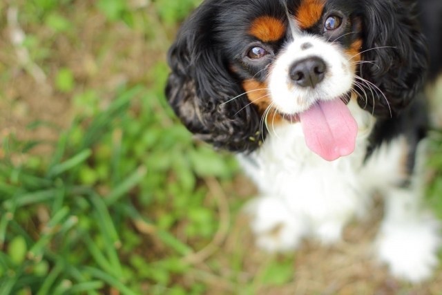 犬のストレス解消にマッサージ 犬のマッサージ 初心者向け 愛犬のアロマセラピー Office Guri Aroma