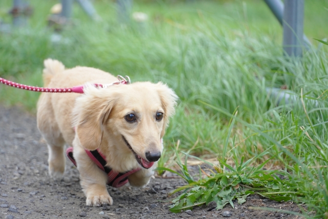 犬のにおいが気になる季節に オレンジ ティーツリースプレー の作り方 アロマテラピー 愛犬のアロマセラピー Office Guri Aroma